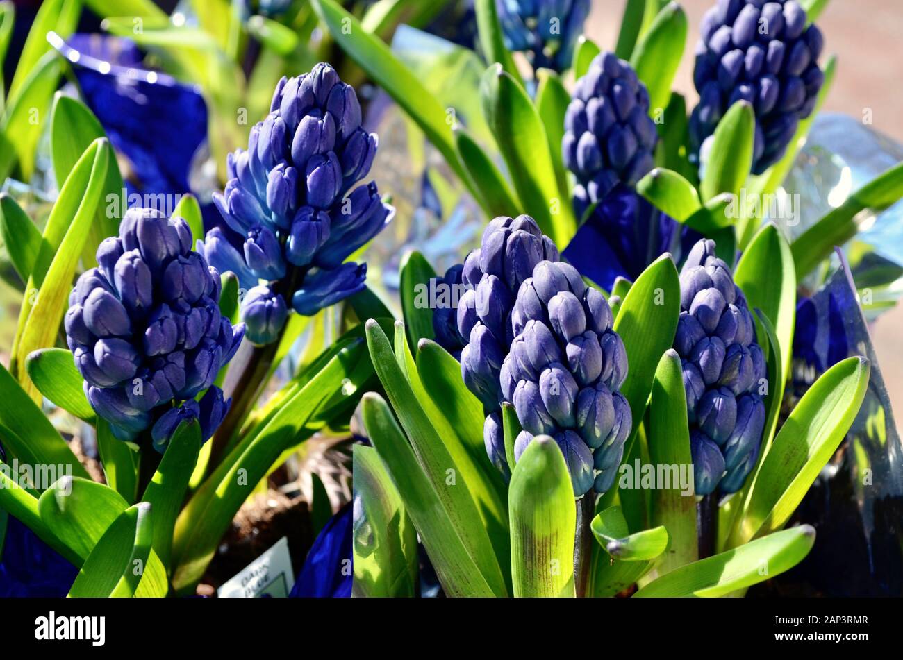 Nahaufnahme der violetten Knospen der Hyazinthblüte. (Hyacinthus) Stockfoto