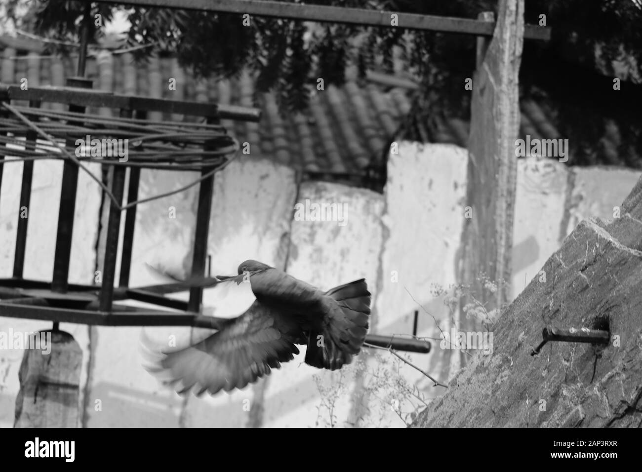 Fliegende weiße Taube Vogel auf schwarzem Hintergrund Stockfoto