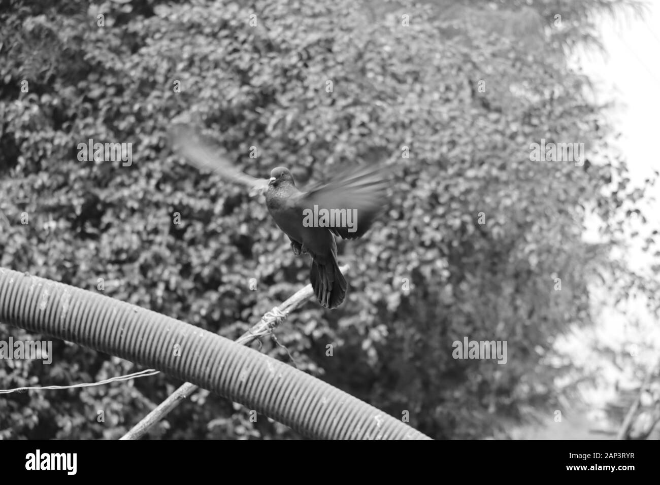 Schwarze und weiße Taube fliegen mit dem monochromen Hintergrund Stockfoto