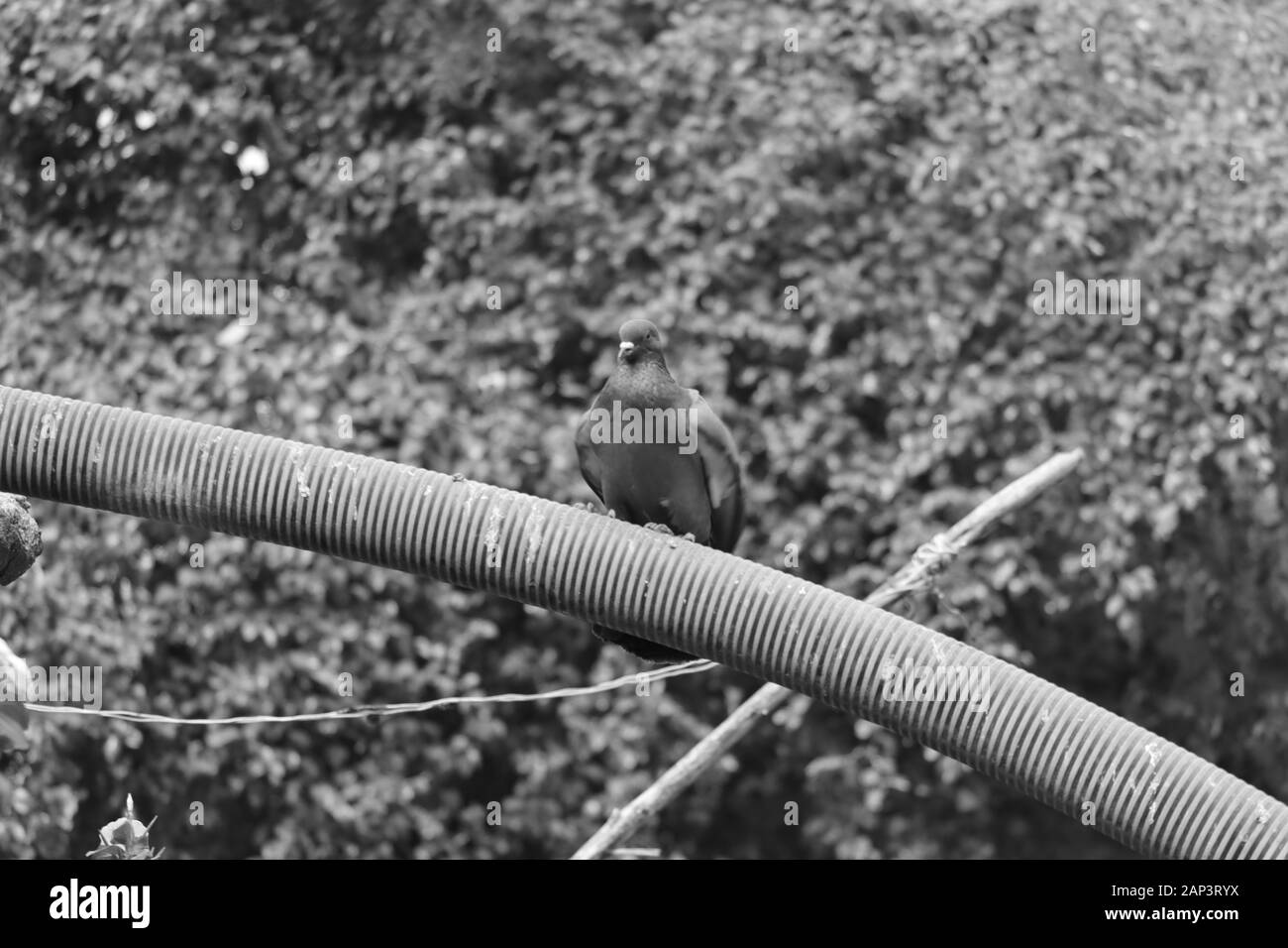 Schwarze und weiße Taube auf den monochromen Hintergrund Stockfoto