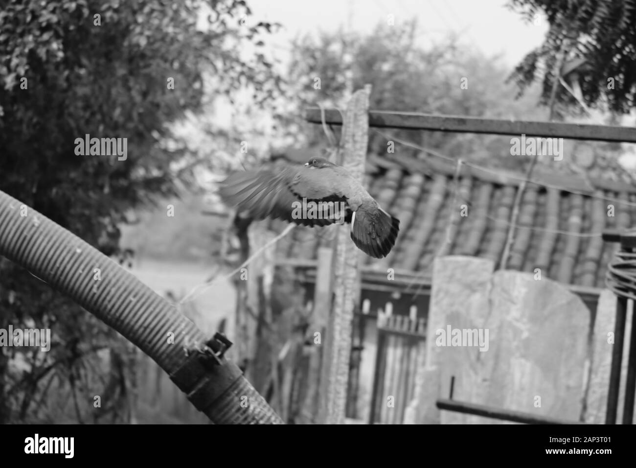 Schwarze und weiße Taube fliegen mit dem monochromen Hintergrund Stockfoto