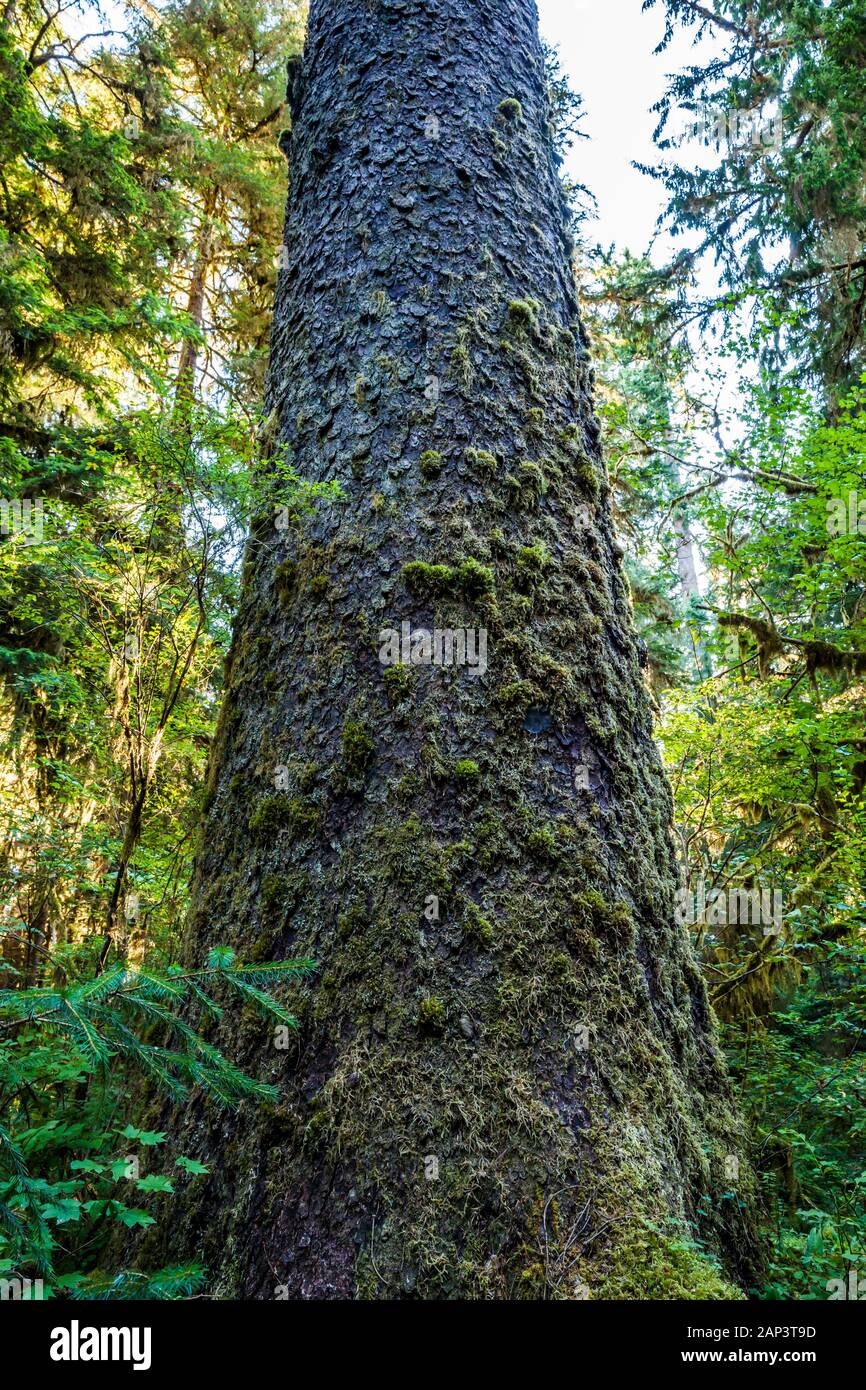 Ein Sitka Spruce Tree Trunk steigt aus dem Waldboden, Hoh Regenwald, Olympic National Park, Washington State, USA. Stockfoto