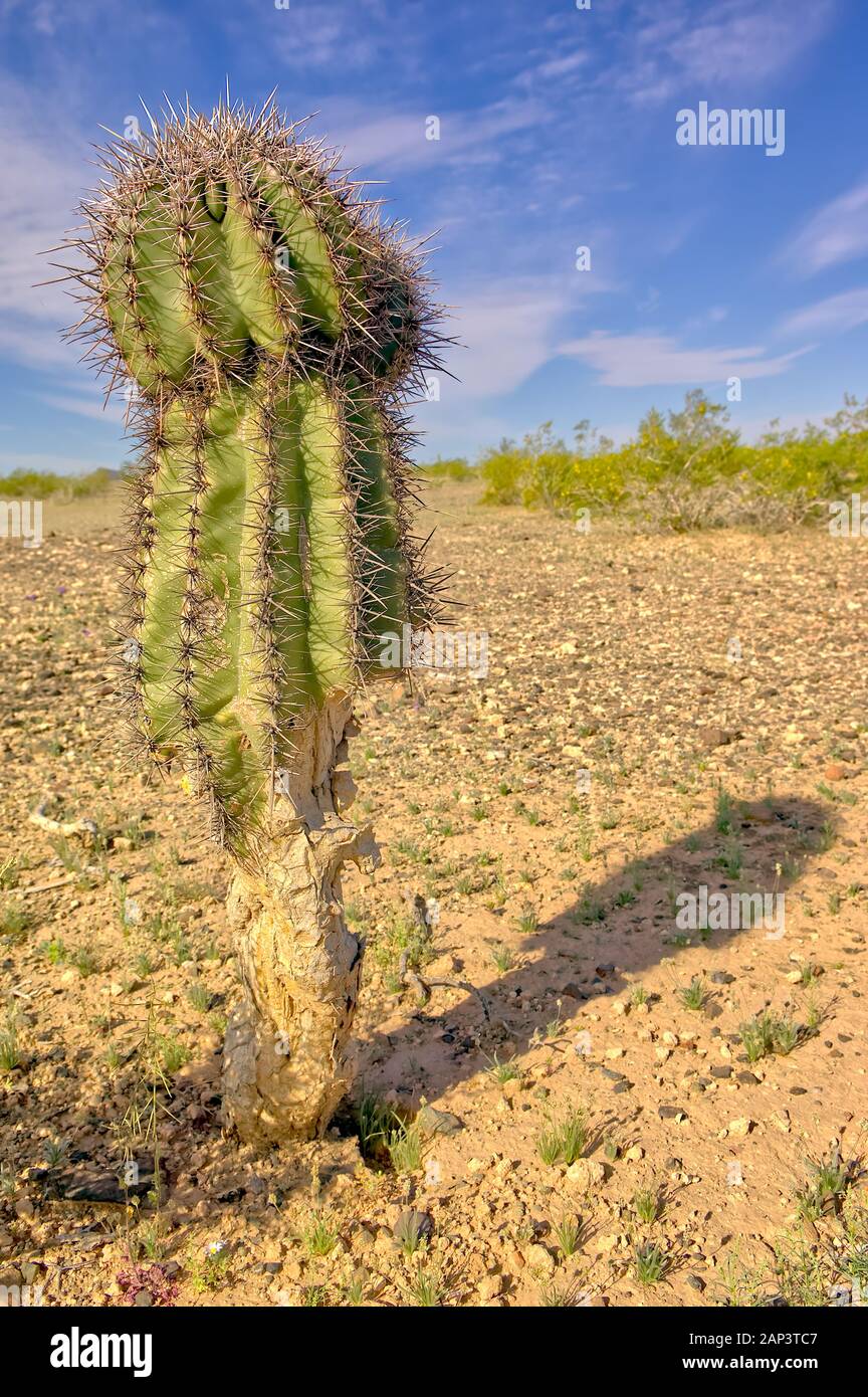 Ein kleiner Saguaro Kaktus in Arizona, die Hlfte durch Nagetiere gefressen  wurde. Die meiste Zeit der Kaktus hat diese Art von Schden, die nicht  berleben Stockfotografie - Alamy
