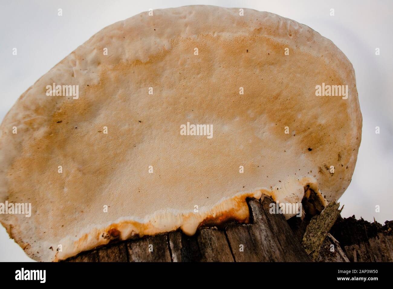 Fomitopsis pinicola Komplex. Die Poren auf der Unterseite von einem roten Gürtel Conk Pilz. Dieser Pilz wurde gefunden, wächst auf einem Papier birke Stumpf, zusammen Callaha Stockfoto