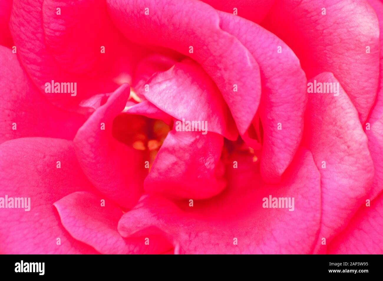 Detail einer Rosenblüte Stockfoto