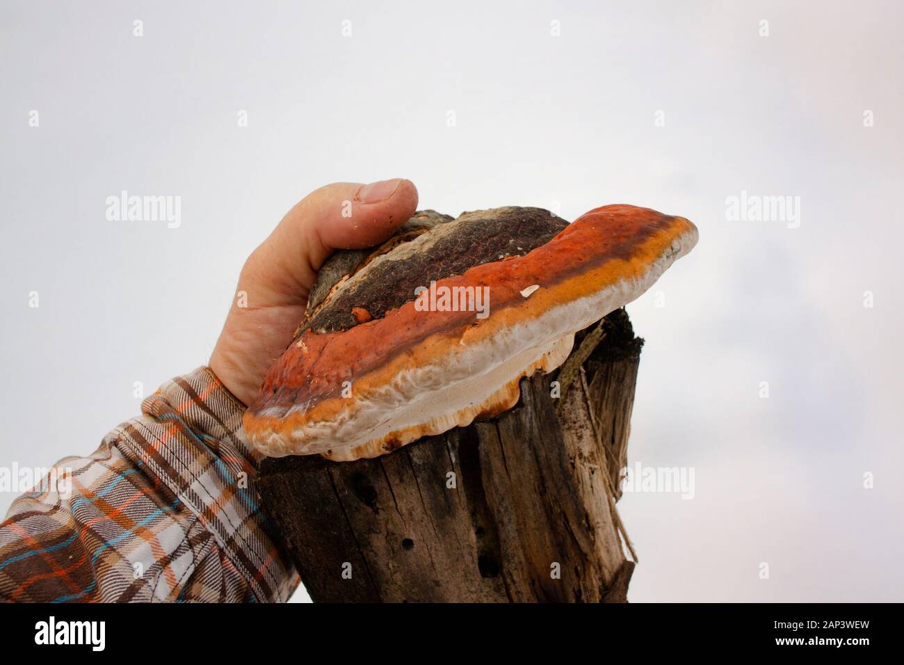 Fomitopsis pinicola Komplex. Rot Gurt Conk Pilz zu einem Stück Papier birke Baumstumpf befestigt. Der Pilz wurde zusammen Callahan Creek, in Troy, Mont gefunden Stockfoto