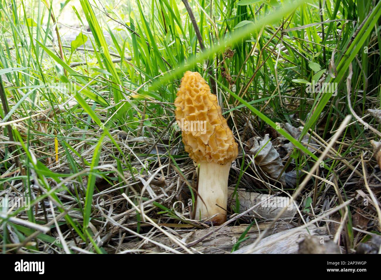 Morchella esculentoides. Eine gelbe Morel Pilzzucht in einem bewaldeten Gebiet in der Nähe von Beaver Pond, Rock Creek, in der Nähe von Tamarack Creek in Missoula County, M Stockfoto