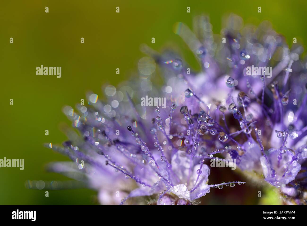 Nahaufnahme einer lila Wiese Blume, glänzt in der wilden Natur mit ihren zarten Blüten, auf denen Tropfen Wasser vor einem grünen Hintergrund sitzen Stockfoto