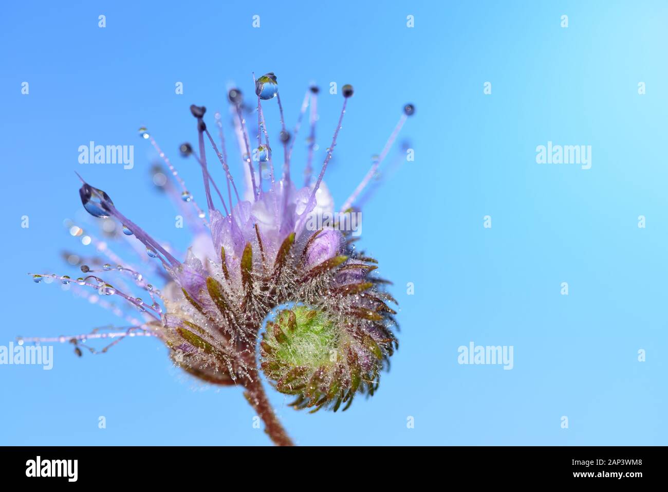 Nahaufnahme einer lila Wiese Blume, glänzt in der wilden Natur mit ihren zarten Blüten, auf denen Tropfen Wasser vor blauem Himmel sitzen Stockfoto