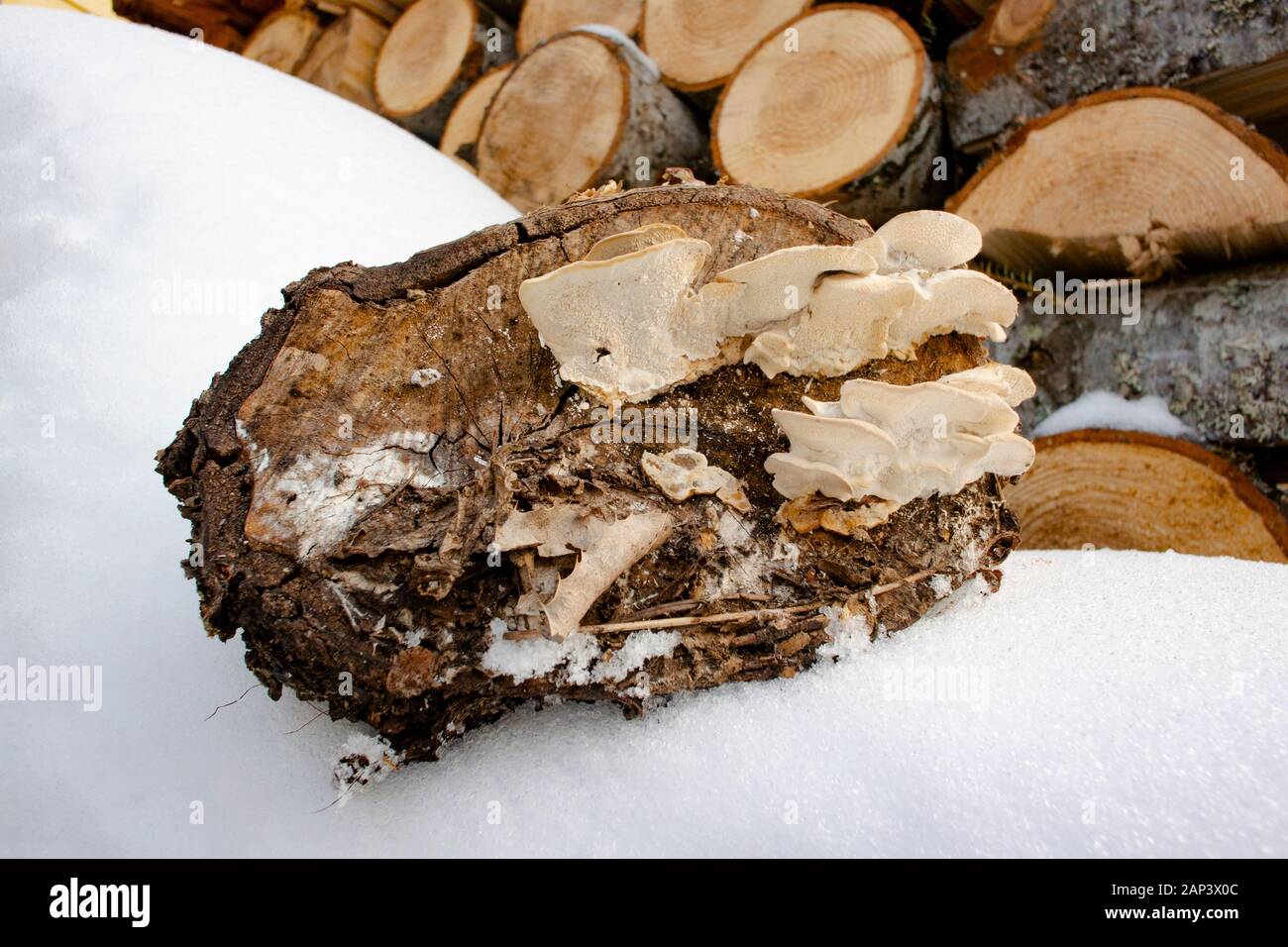 Trichaptum biforme. Ältere, Weniger farbenfrohe Exemplare der Violett-Zahnriemen Polypore, wachsen auf dem abgeschnittenen Ende des Papiers Birke anmelden. Troy, Montana. Synonyme o Stockfoto