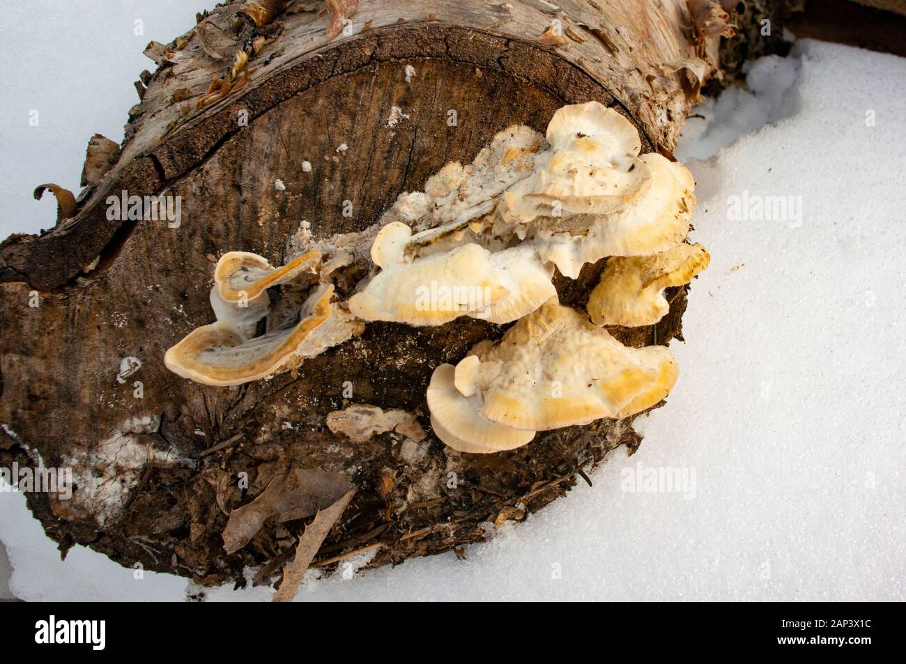 Trichaptum biforme. Ältere, Weniger farbenfrohe Exemplare der Violett-Zahnriemen Polypore, wachsen auf dem abgeschnittenen Ende des Papiers Birke anmelden. Troy, Montana. Synonyme o Stockfoto