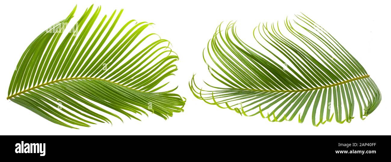 Tropische palm leaf auf weißem Hintergrund Stockfoto