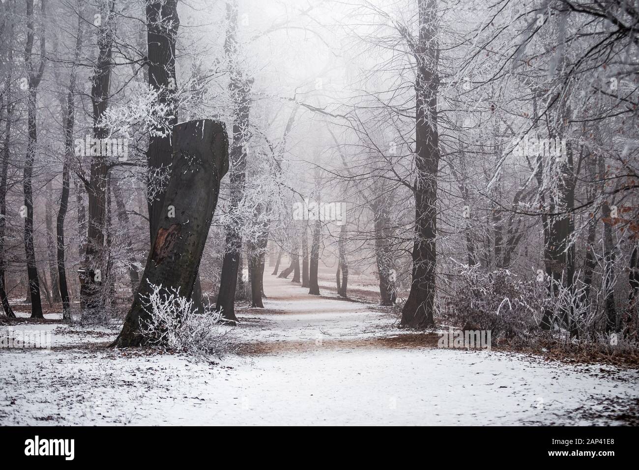 Budapest, Ungarn - Schöne nebelige Winterszene am Wald von Normafa mit verschneiten Bäumen und Fußweg auf dem Gipfel von Svabhegy, einer beliebten Tour Stockfoto