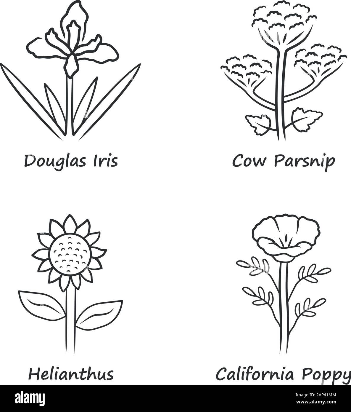 Wilde Blumen lineare Symbole gesetzt. Douglas Iris, Kuh Pastinake, helianthus, Kalifornischer Mohn. Blühende Wildblumen, Unkraut. Feld, Wiese Pflanzen. Thin Line Co Stock Vektor