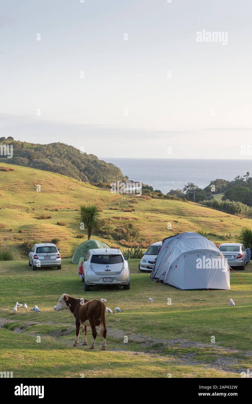 Ländliches Camp in der Nähe Der Ziegeninsel, Neuseeland Stockfoto