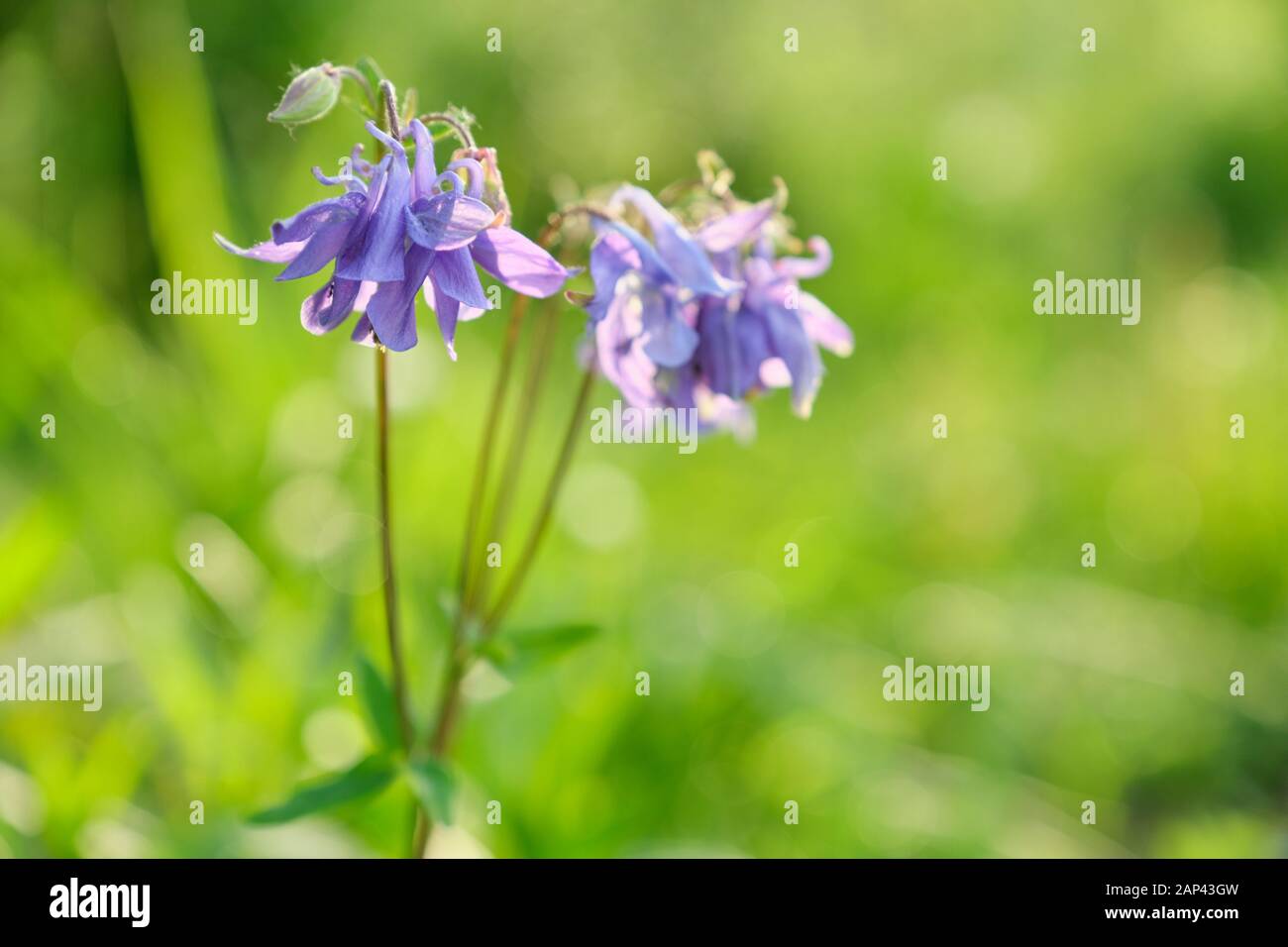 Blue Violet Bluebell Blumen Akelei, Akelei, Einzugsgebiet. Stockfoto