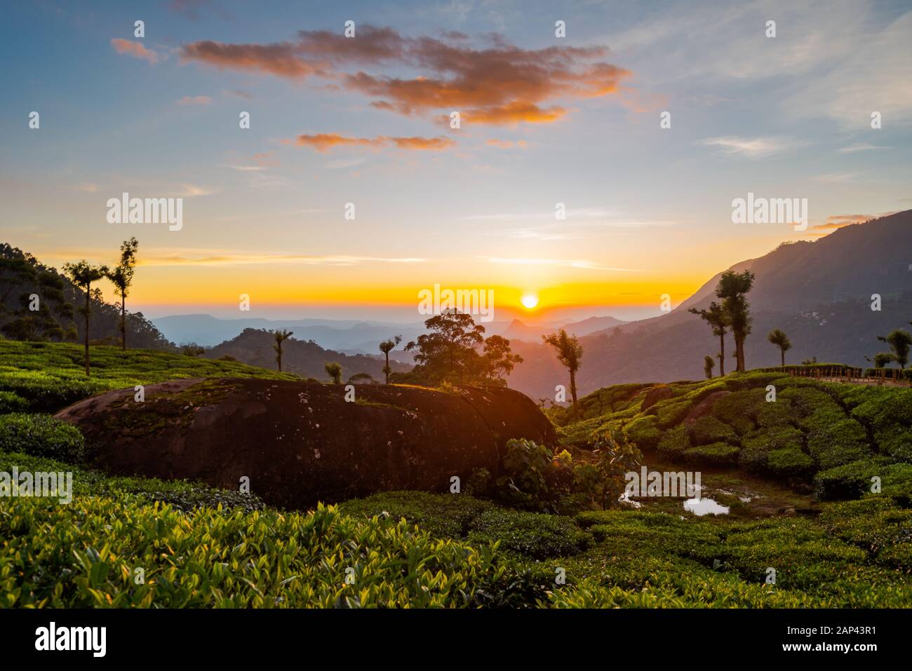 Malerische Aussicht über Tee Plantage in der Nähe von Suhl in Kerala, Südindien bei Sonnenuntergang Stockfoto