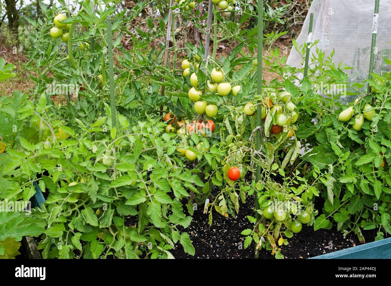 Im Sommer stakelte Tomatenpflanzen, die draußen an der Rebe wachsen und reifen, im Hochbett im englischen heimischen Garten Großbritannien Stockfoto