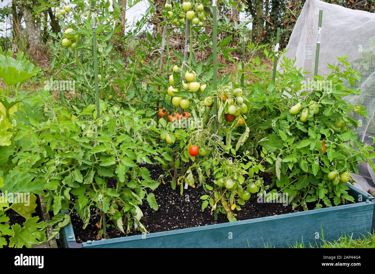 Im Sommer stakelte Tomatenpflanzen, die draußen an der Rebe wachsen und reifen, im Hochbett im englischen heimischen Garten Großbritannien Stockfoto
