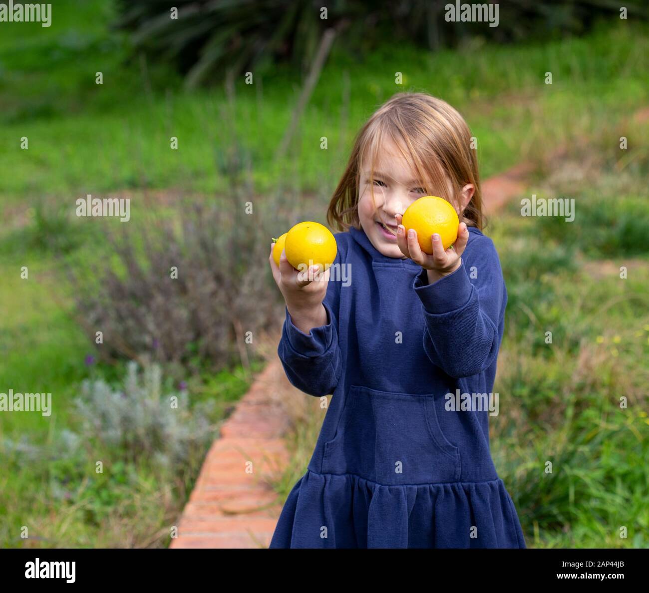 Junge Kinder, ein Junge und ein Mädchen, draußen in einem grünen Garten pflücken Zitronen aus einem Lemon Tree Stockfoto