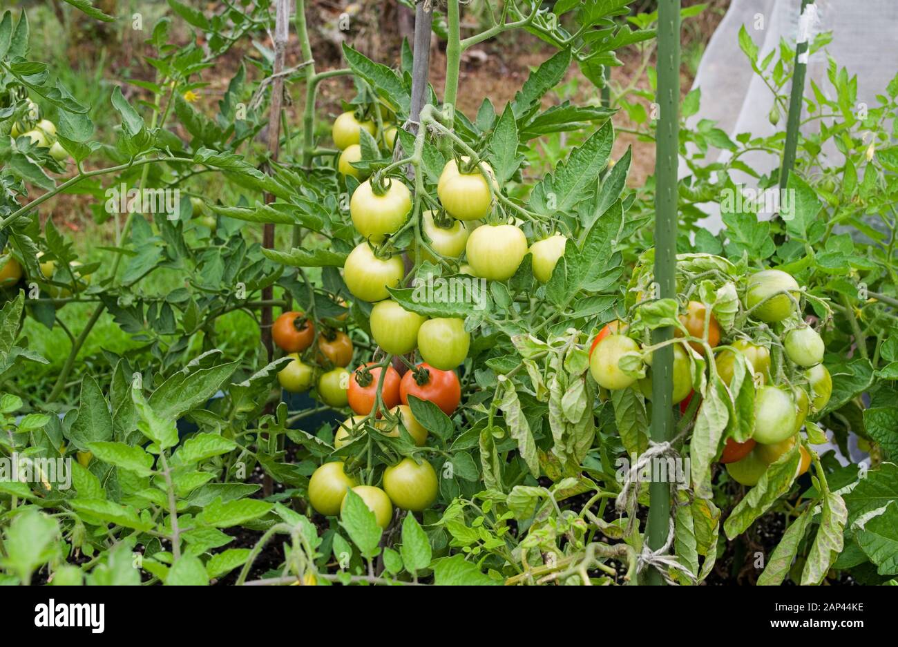 Nahaufnahme der Mountain Magic Tomaten, die im Sommer draußen wachsen und reifen, im englischen heimischen Garten Großbritannien. Stockfoto