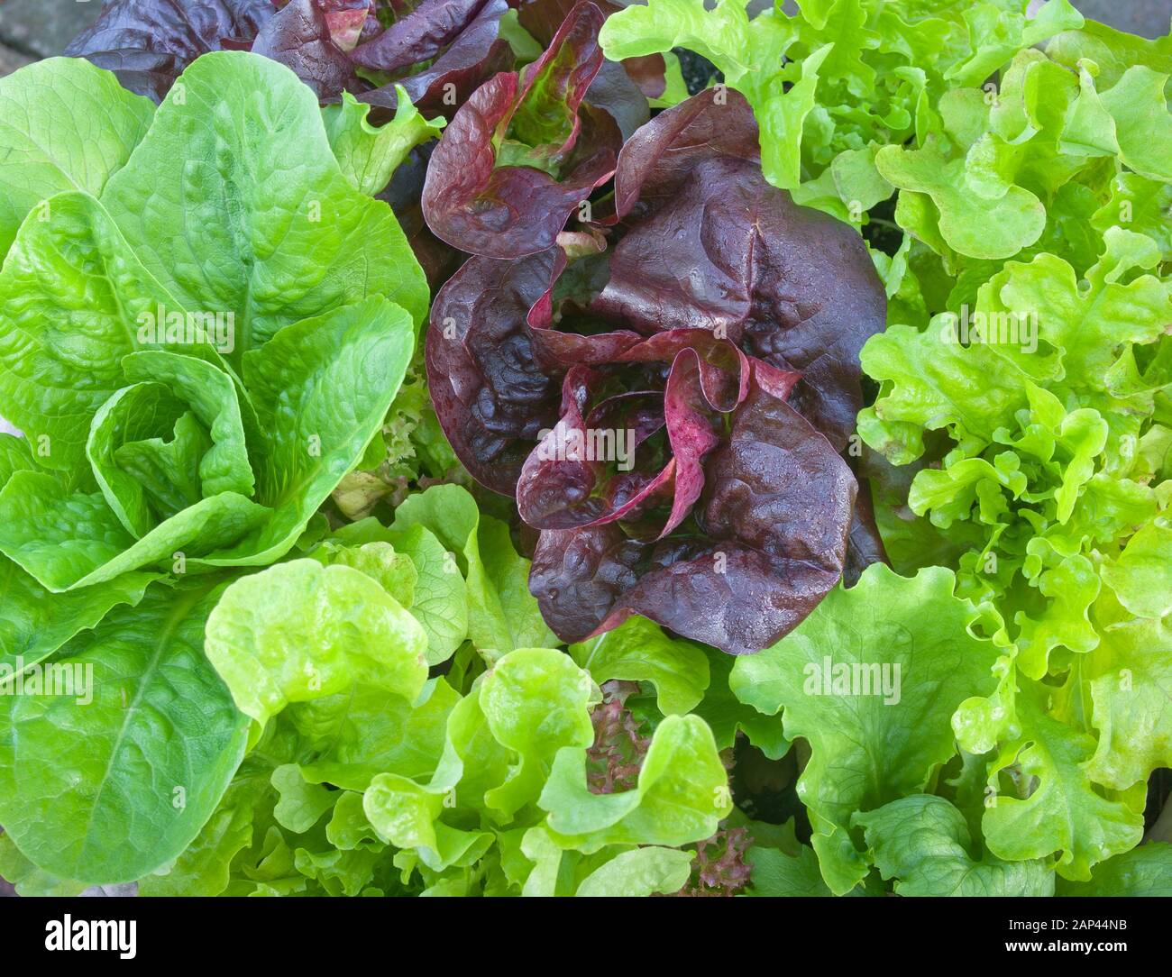 Nahaufnahme von verschiedenen jungen Salatpflanzen, die im Frühsommer im englischen Garten im Inland, Großbritannien, wachsen Stockfoto