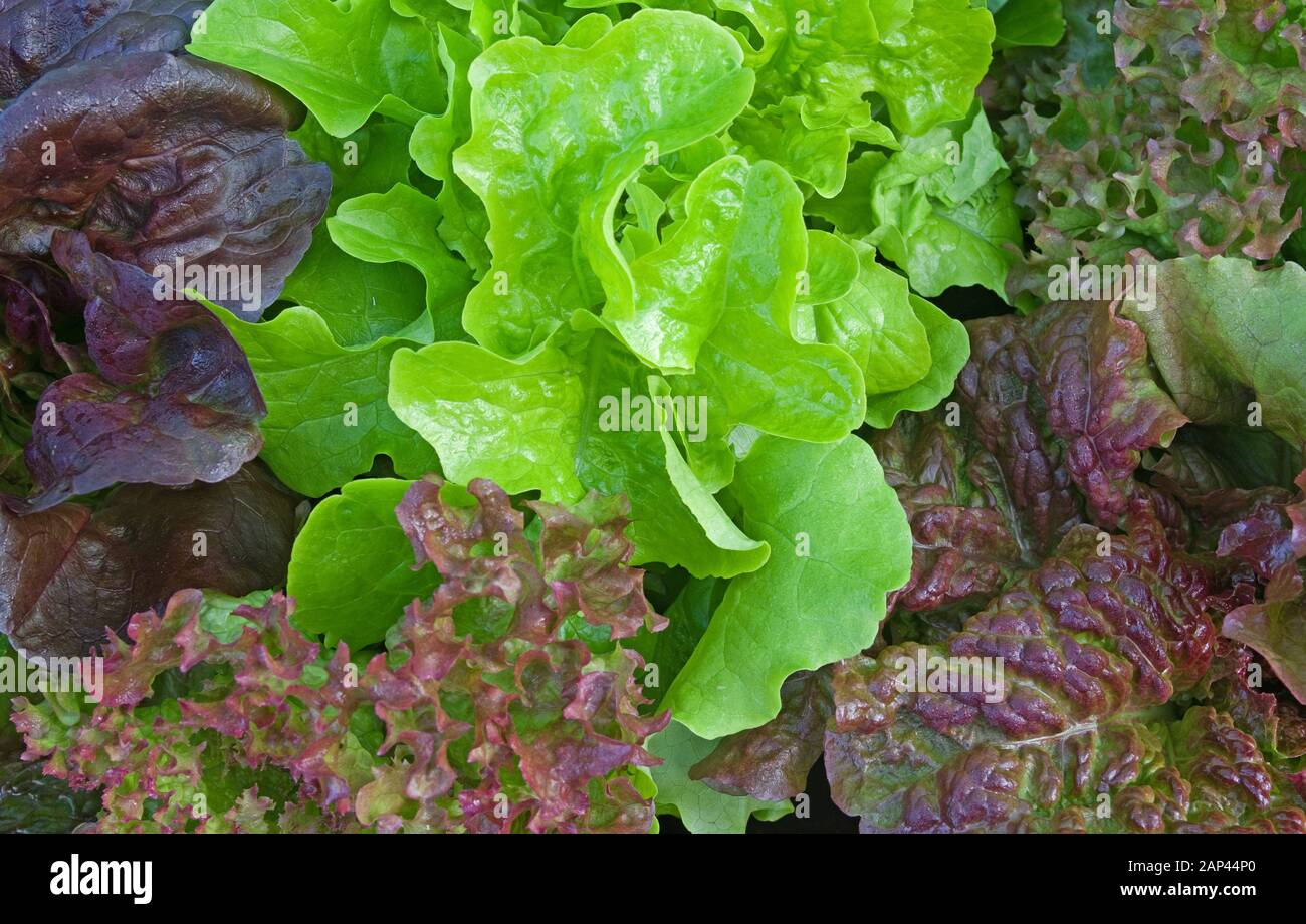 Nahaufnahme von verschiedenen jungen Salatpflanzen, die im Frühsommer im englischen Garten im Inland, Großbritannien, wachsen Stockfoto