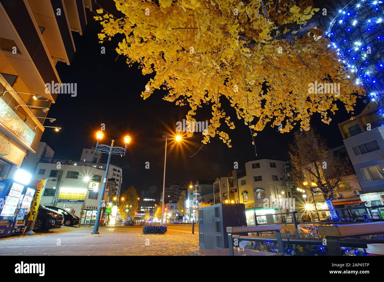Osaka, Japan - 16. Dezember 2019: Nachtaufnahme mit schönen gelben Blättern von Ginkgo-Baum im Tempozan-Viertel, Osaka Stadt, Japan. Stockfoto