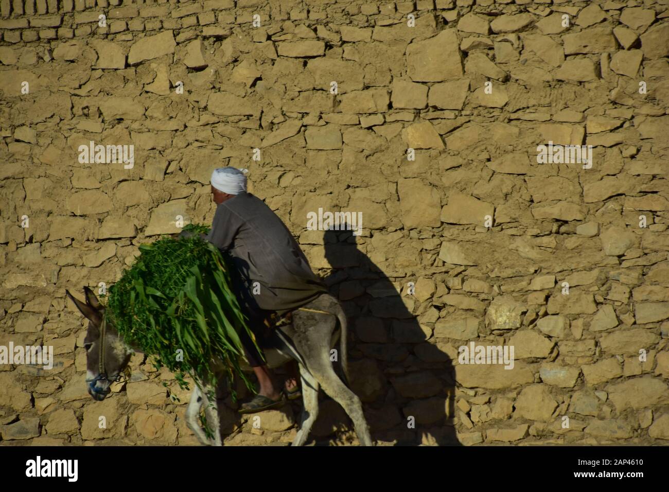 Ein Mann, der auf einem Esel im ländlichen Ägypten reitet Stockfoto