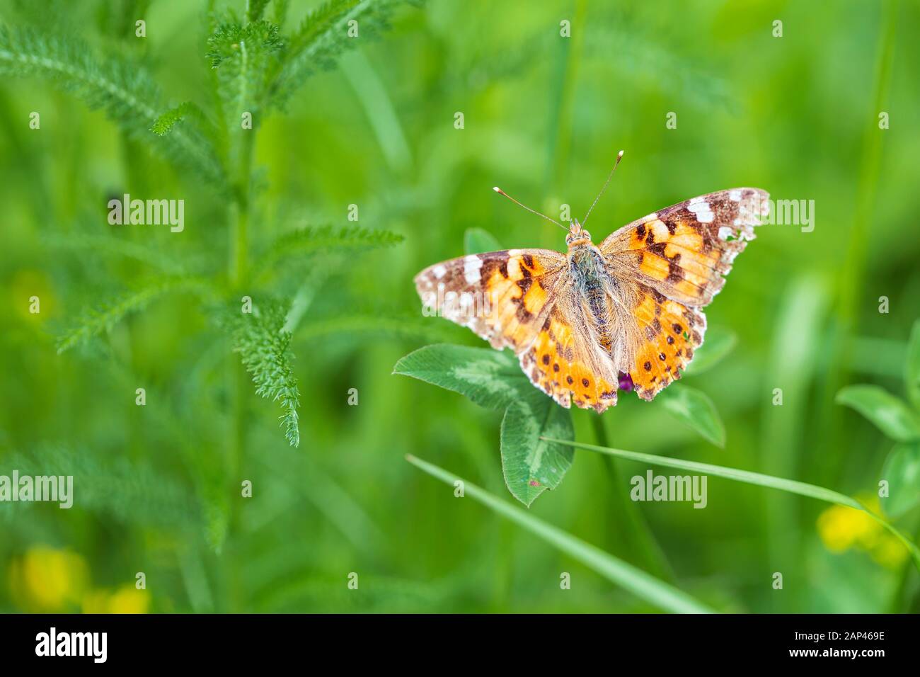 Schmetterling (Vanessa cardui) auf dem Feld Stockfoto