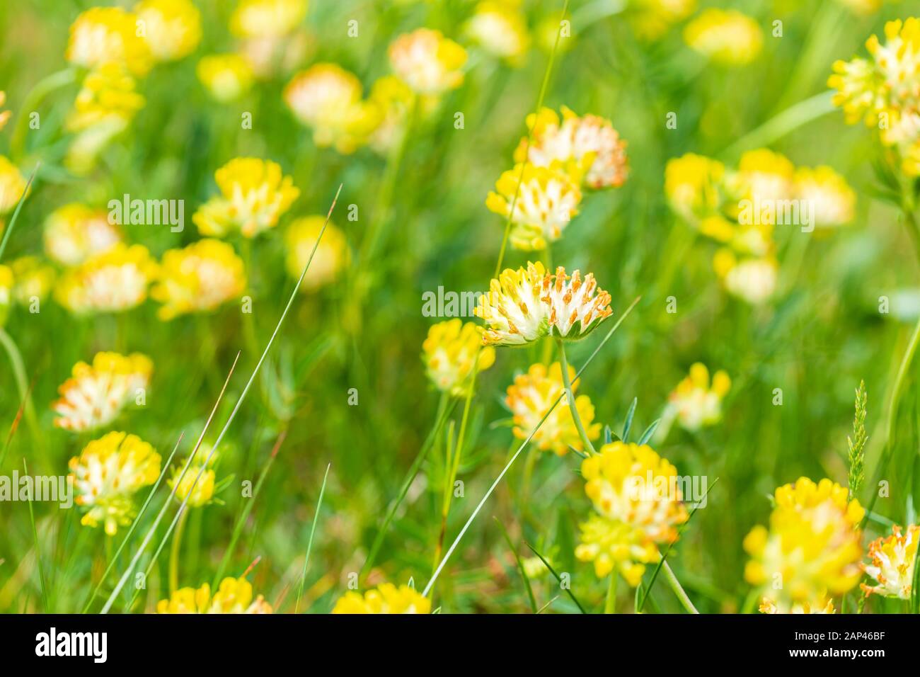 Blumen aus gelbem Kleeblatt (Trifolium repens) im Feld Stockfoto