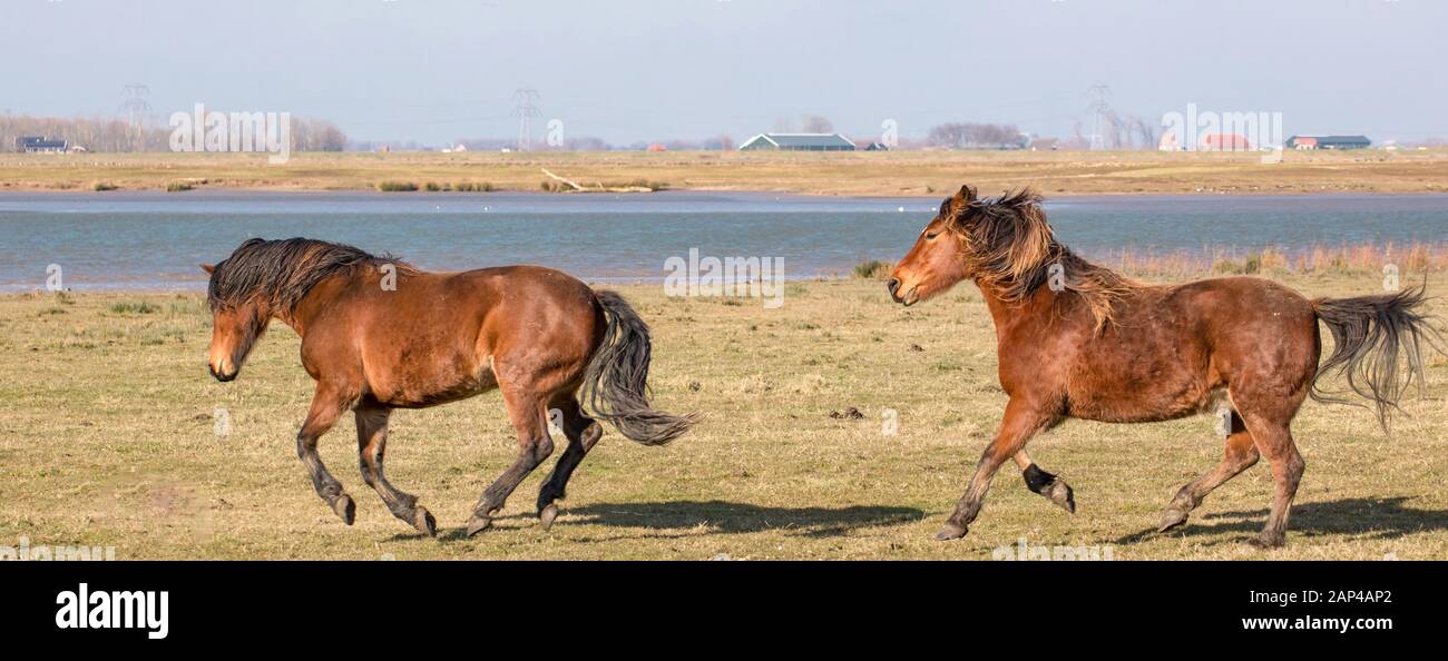 Pferde in Flussnähe, Wiese auf Polder in Holland. Natur Park. Stockfoto