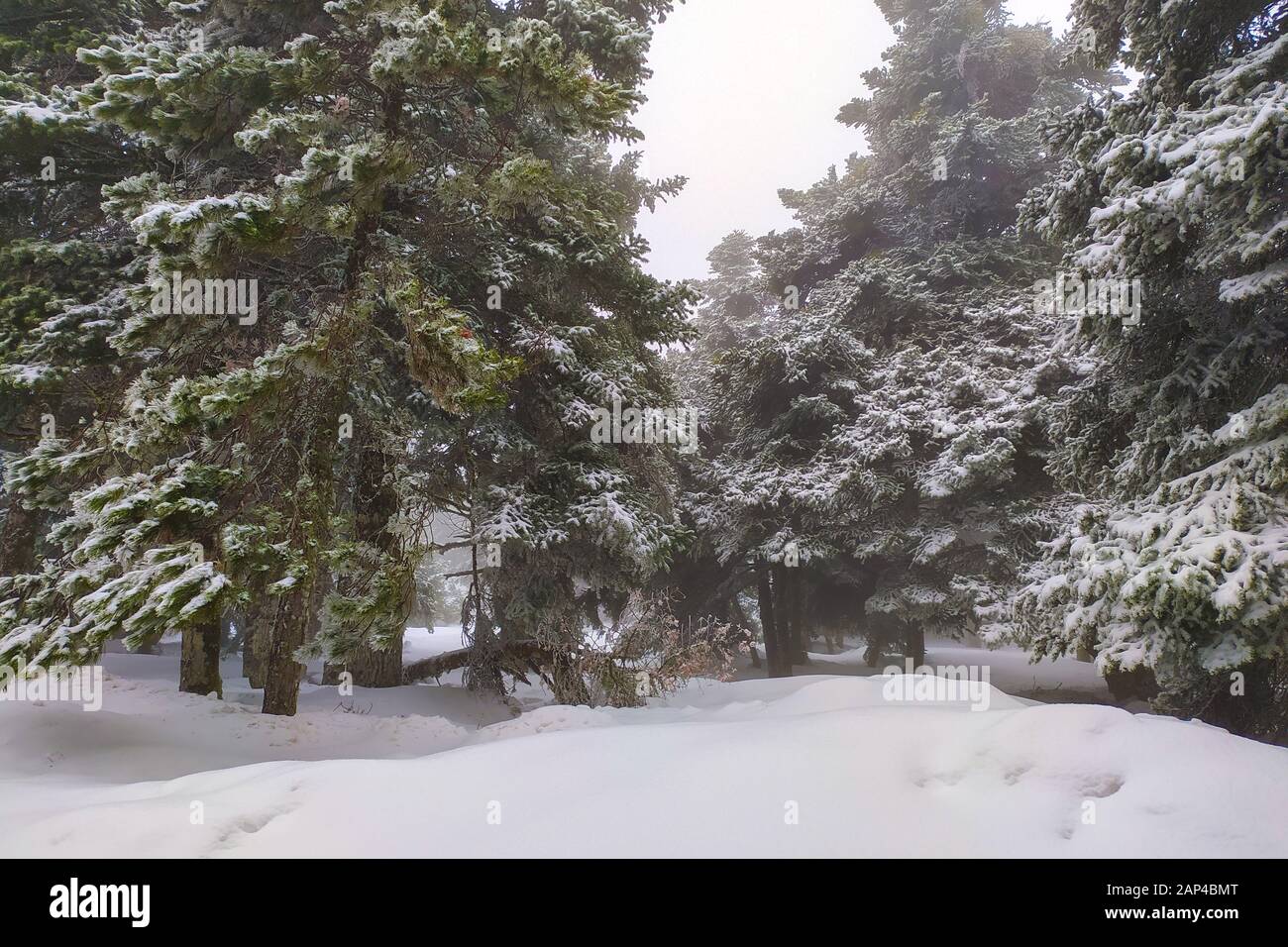 Schöne Schneegebiet und Straßen im Parnitha-Berg, Griechenland. Parnitha ist ein dicht bewaldetes Gebirge nördlich von Athen, das höchste auf dem Gebiet Stockfoto