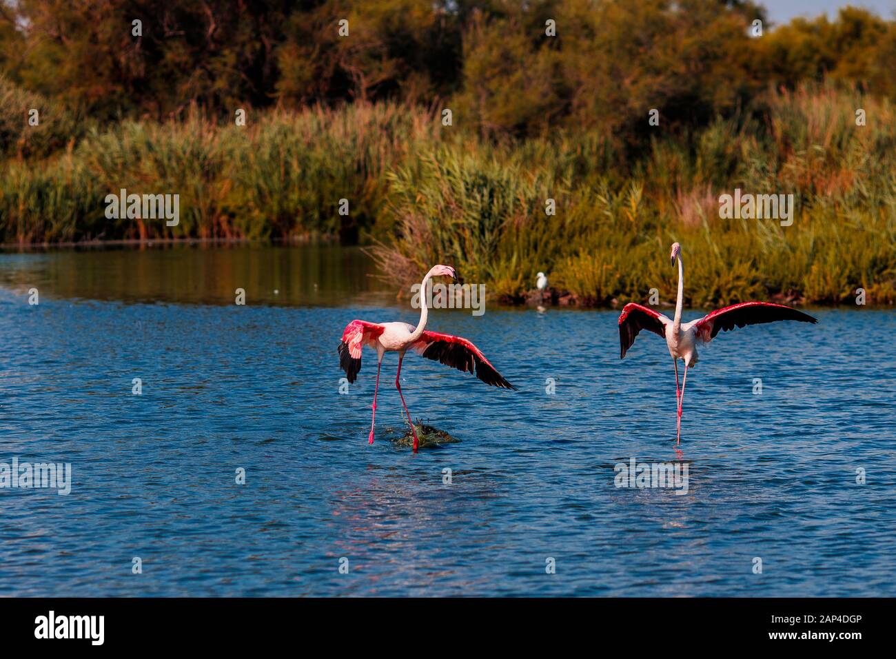 Der rosarote Flamingo-Vogel fliegt aus dem Wasser gegen den blauen Himmel auf Stockfoto