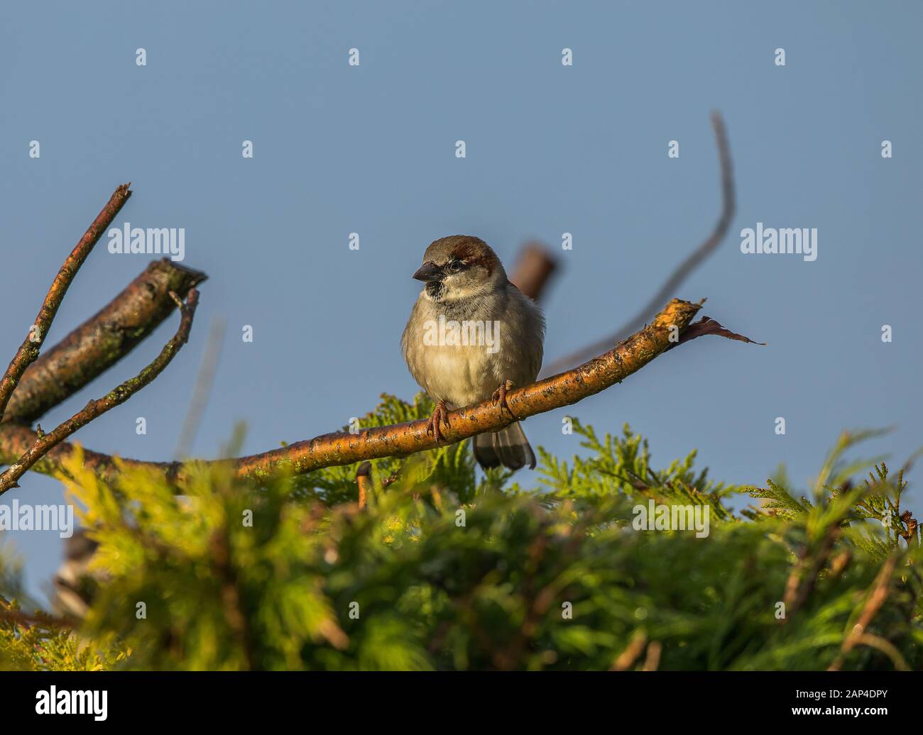 Haussperling Stockfoto