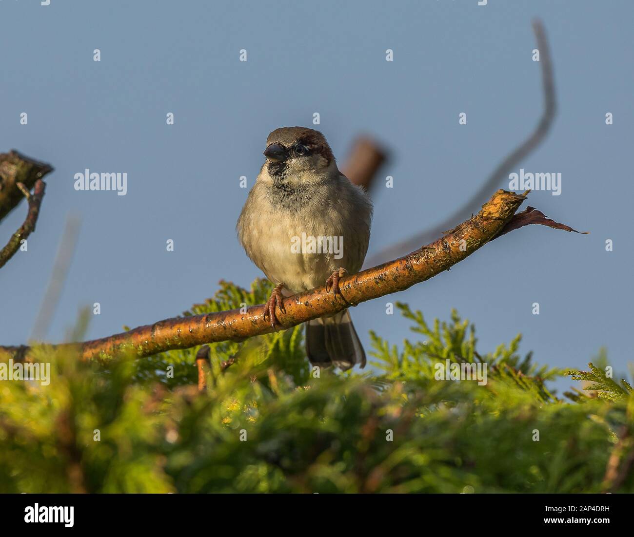 Haussperling Stockfoto