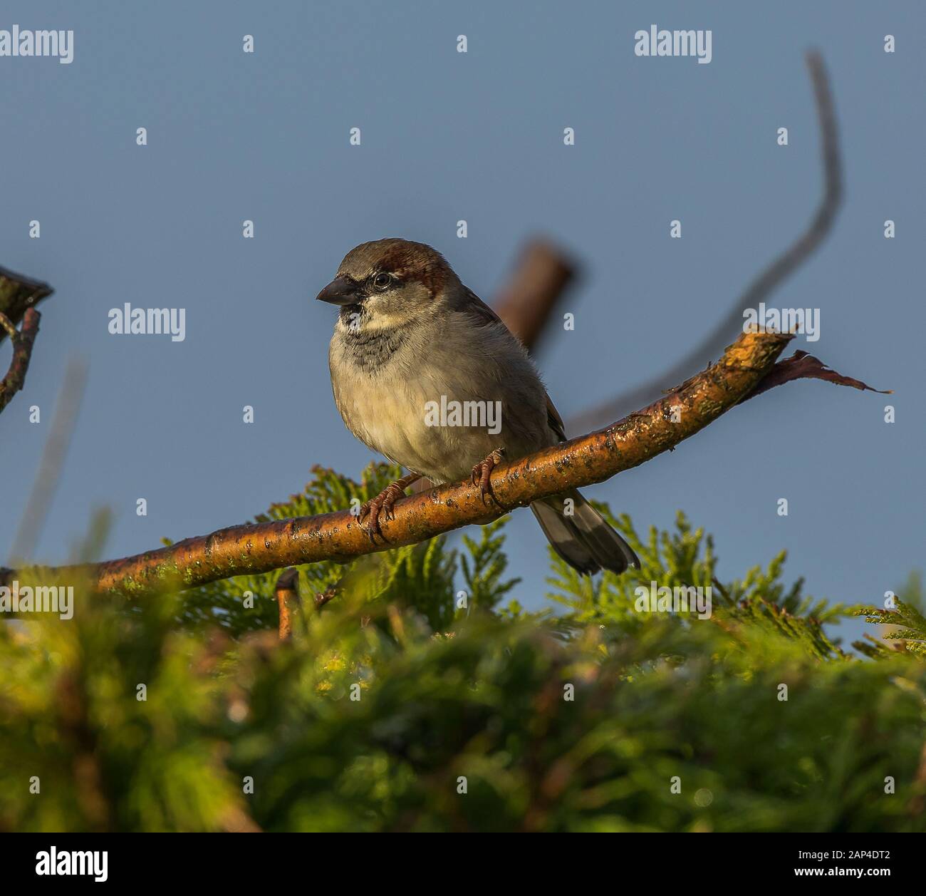 Haussperling Stockfoto