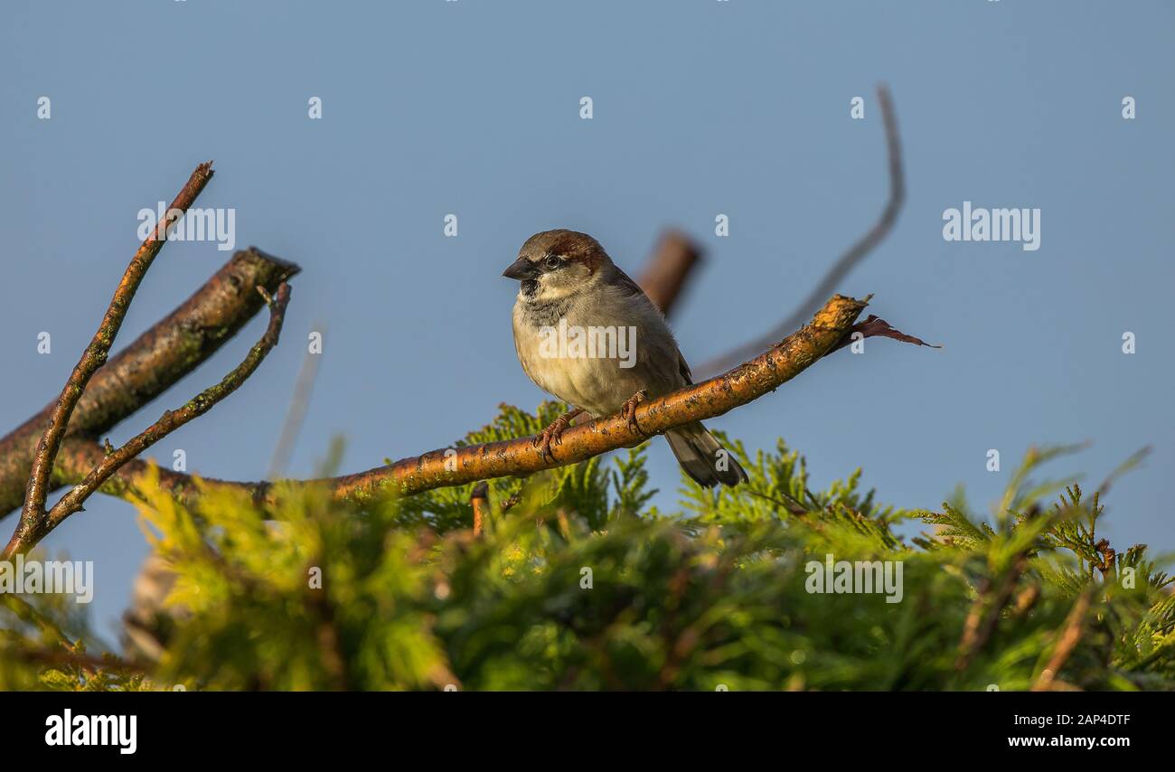 Haussperling Stockfoto