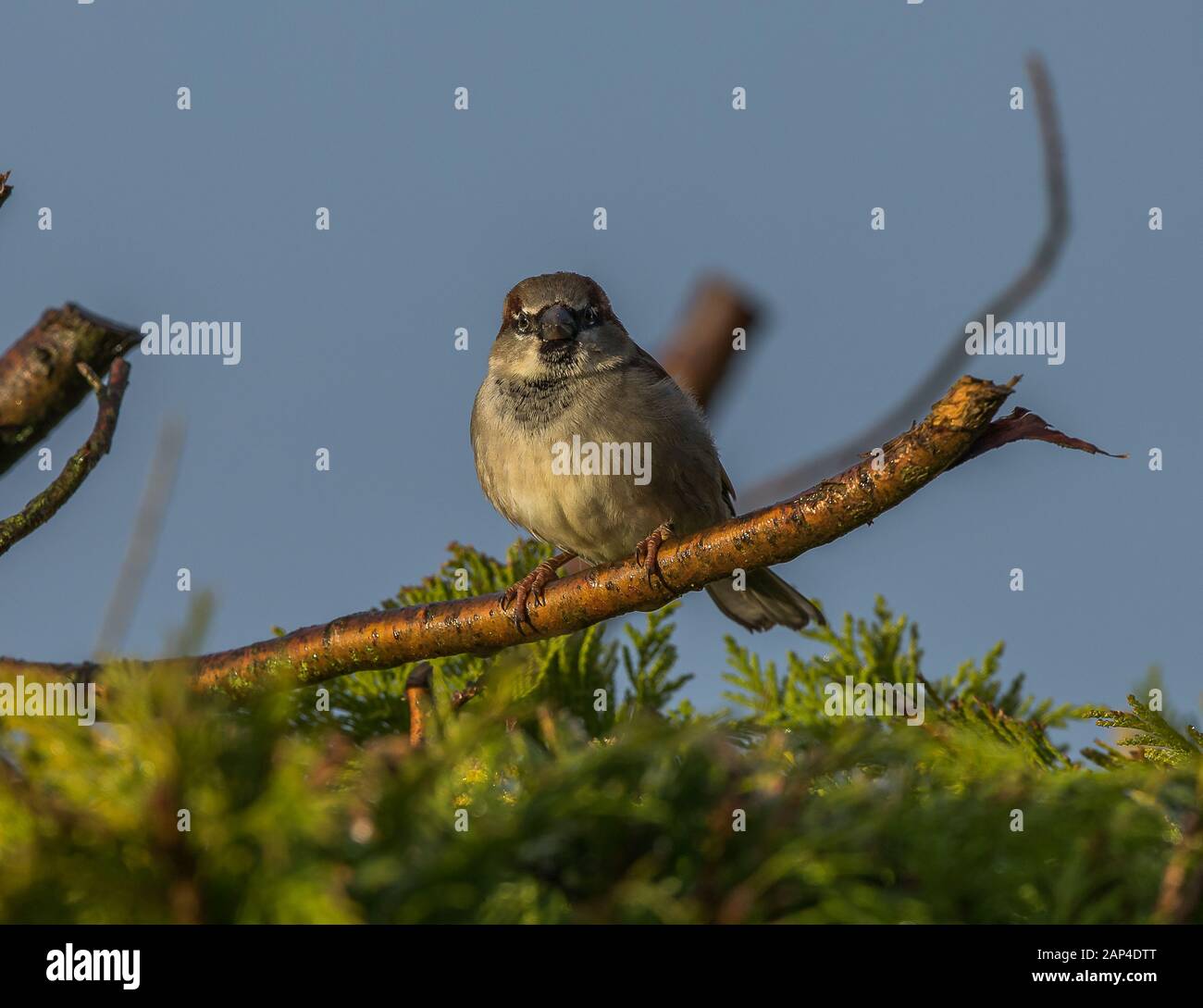 Haussperling Stockfoto