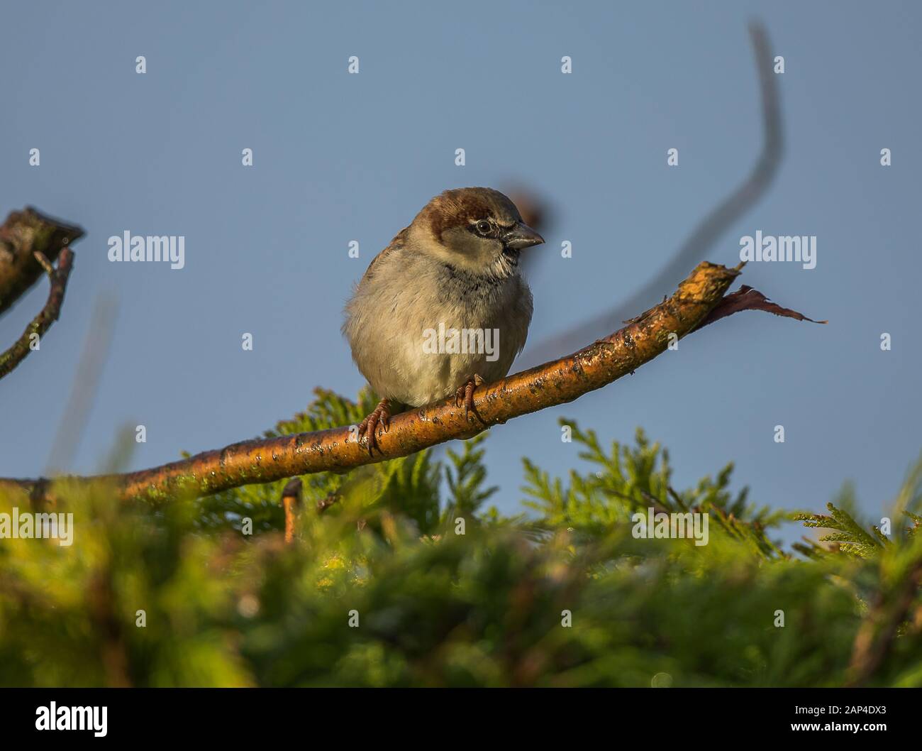 Haussperling Stockfoto