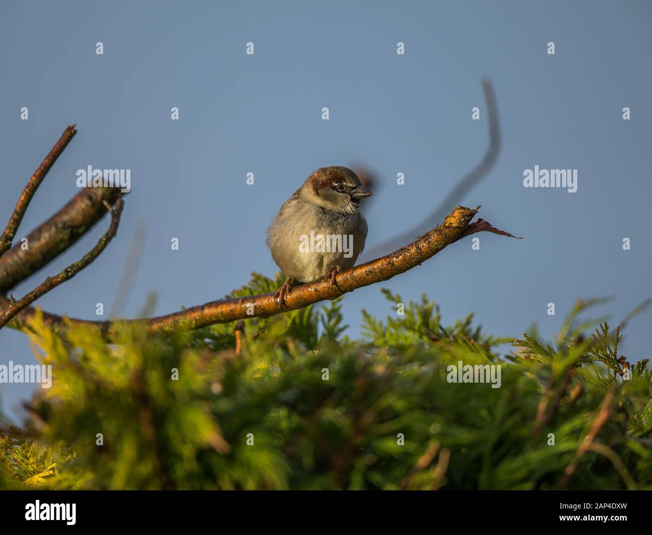 Haussperling Stockfoto