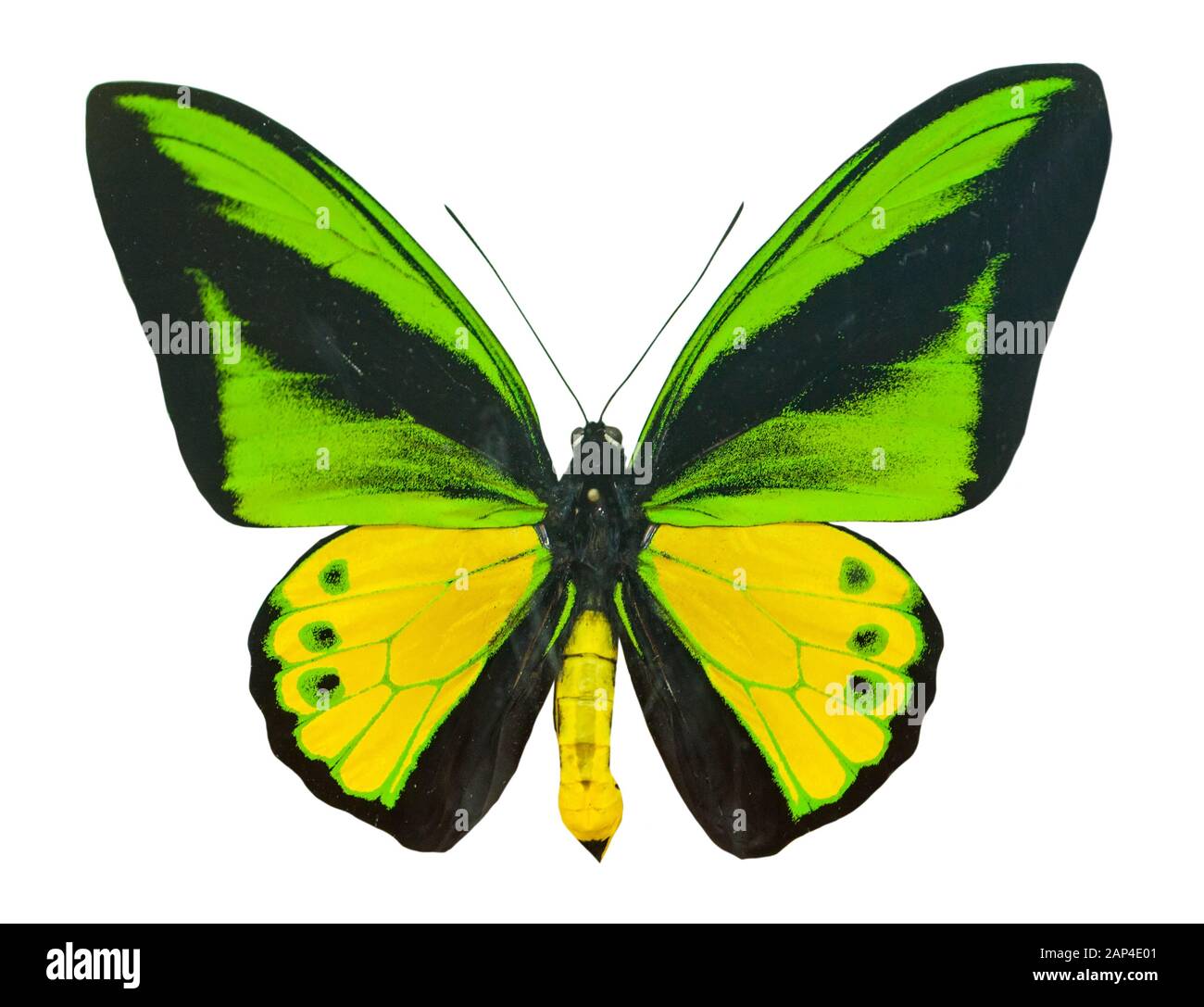 Farbe schöner Schmetterling fliegen, auf weissem isoliert Stockfoto