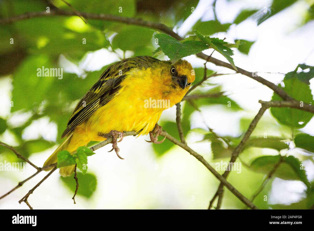 In der Nähe des Cape Weaver (Ploceus capensis Sitzen auf einem Ast mit langen Krallen und einen durchdringenden Blick), Südafrika Stockfoto