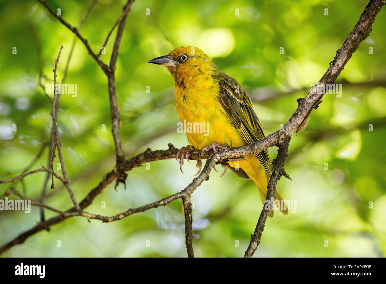 In der Nähe des Cape Weaver (Ploceus capensis Sitzen auf einem Ast mit langen Krallen und einen durchdringenden Blick), Südafrika Stockfoto