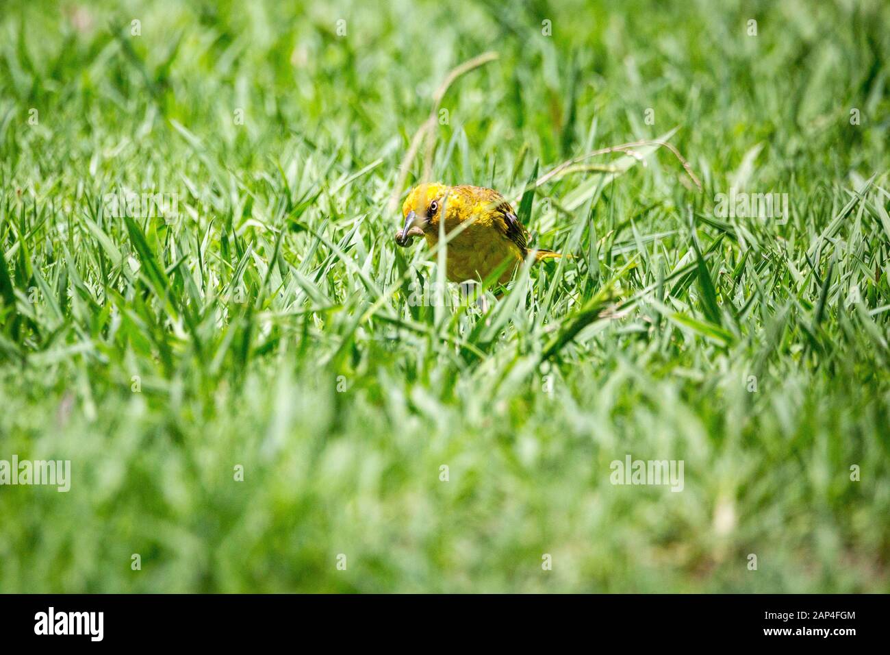 Cape Weaver (Ploceus capensis) Wandern im Gras mit einem Caterpillar im Schnabel, Südafrika Stockfoto