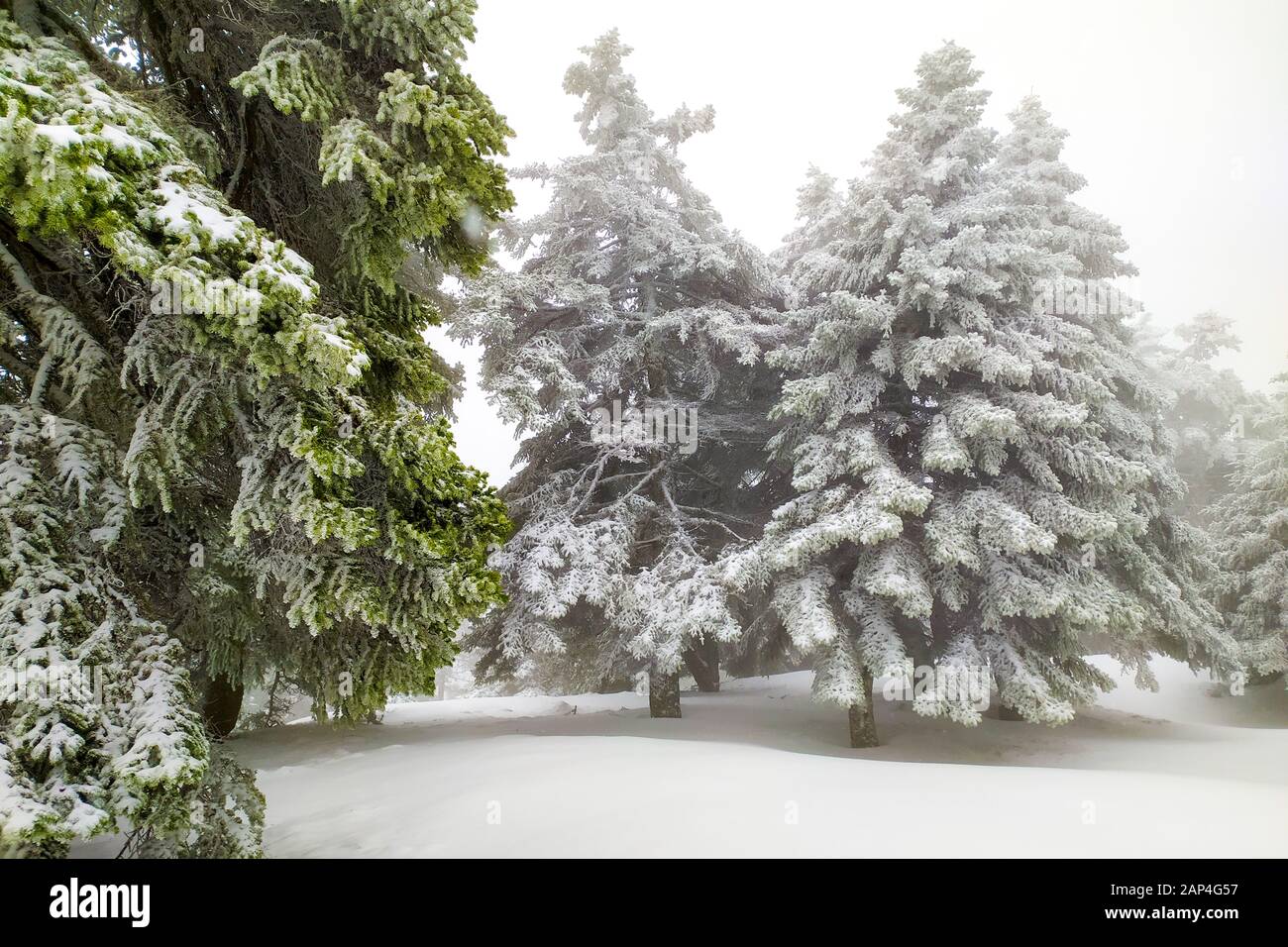 Schöne Schneegebiet und Straßen im Parnitha-Berg, Griechenland. Parnitha ist ein dicht bewaldetes Gebirge nördlich von Athen, das höchste auf dem Gebiet Stockfoto