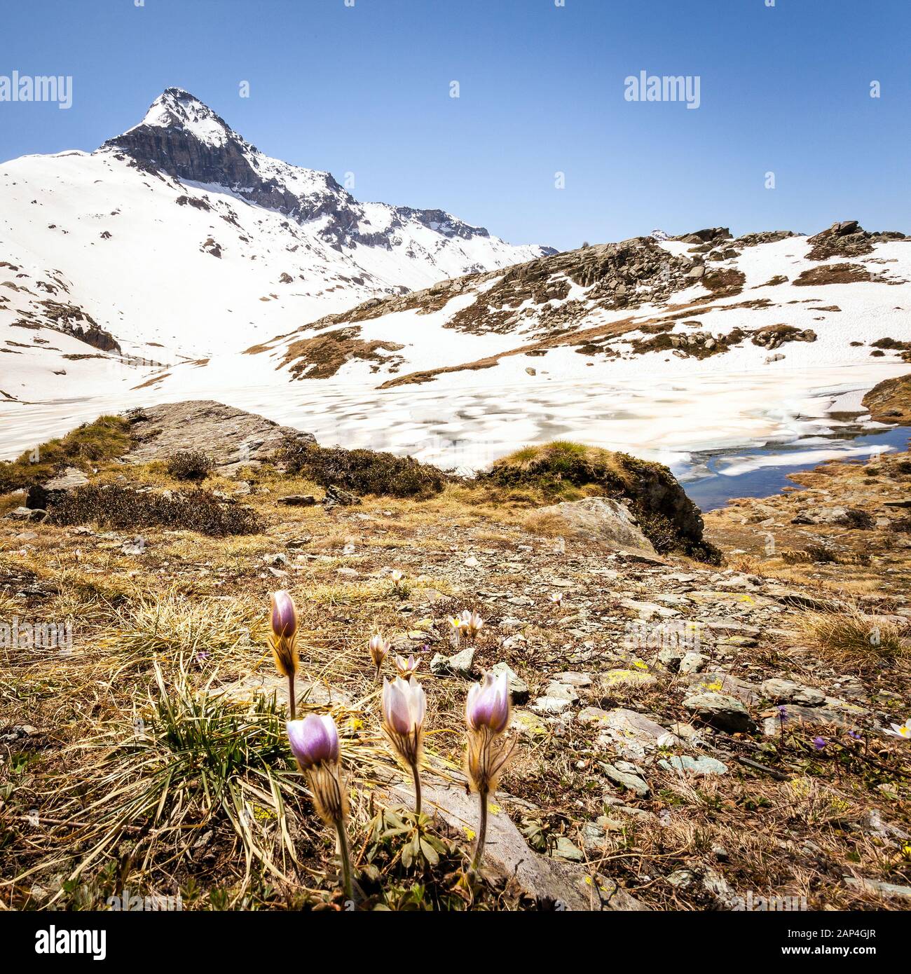 Pizzo Scalino - Alta Valmalenco (IT) Stockfoto