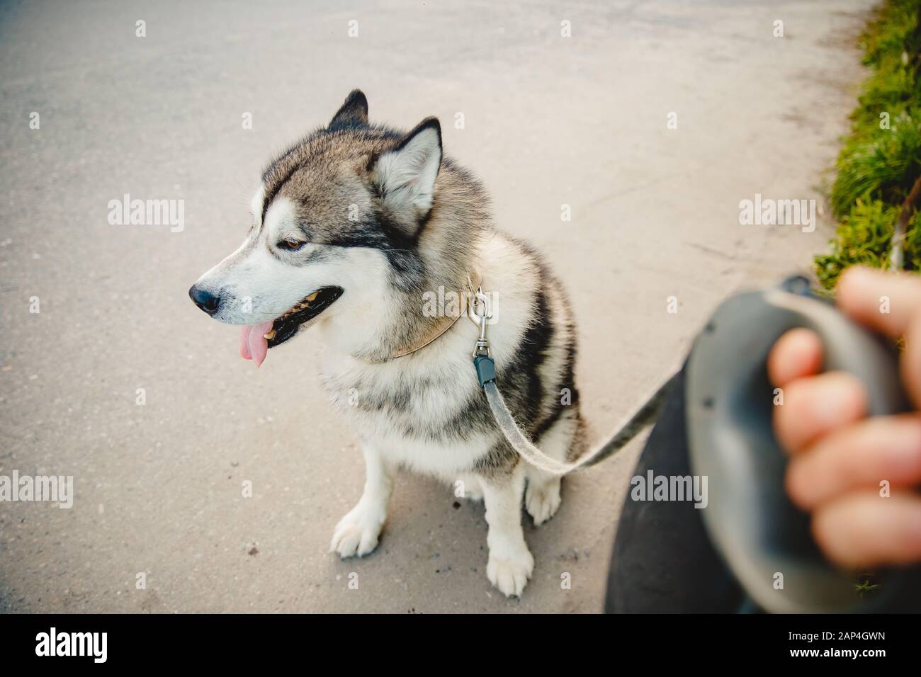 Besitzer hält Hund an der Leine Husky malamute Stockfoto