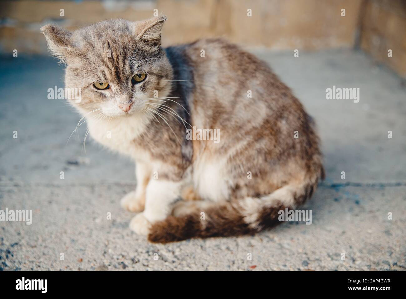 Traurige einsame Katze sitzt draußen. Suchkonzept für Tierhosts Stockfoto
