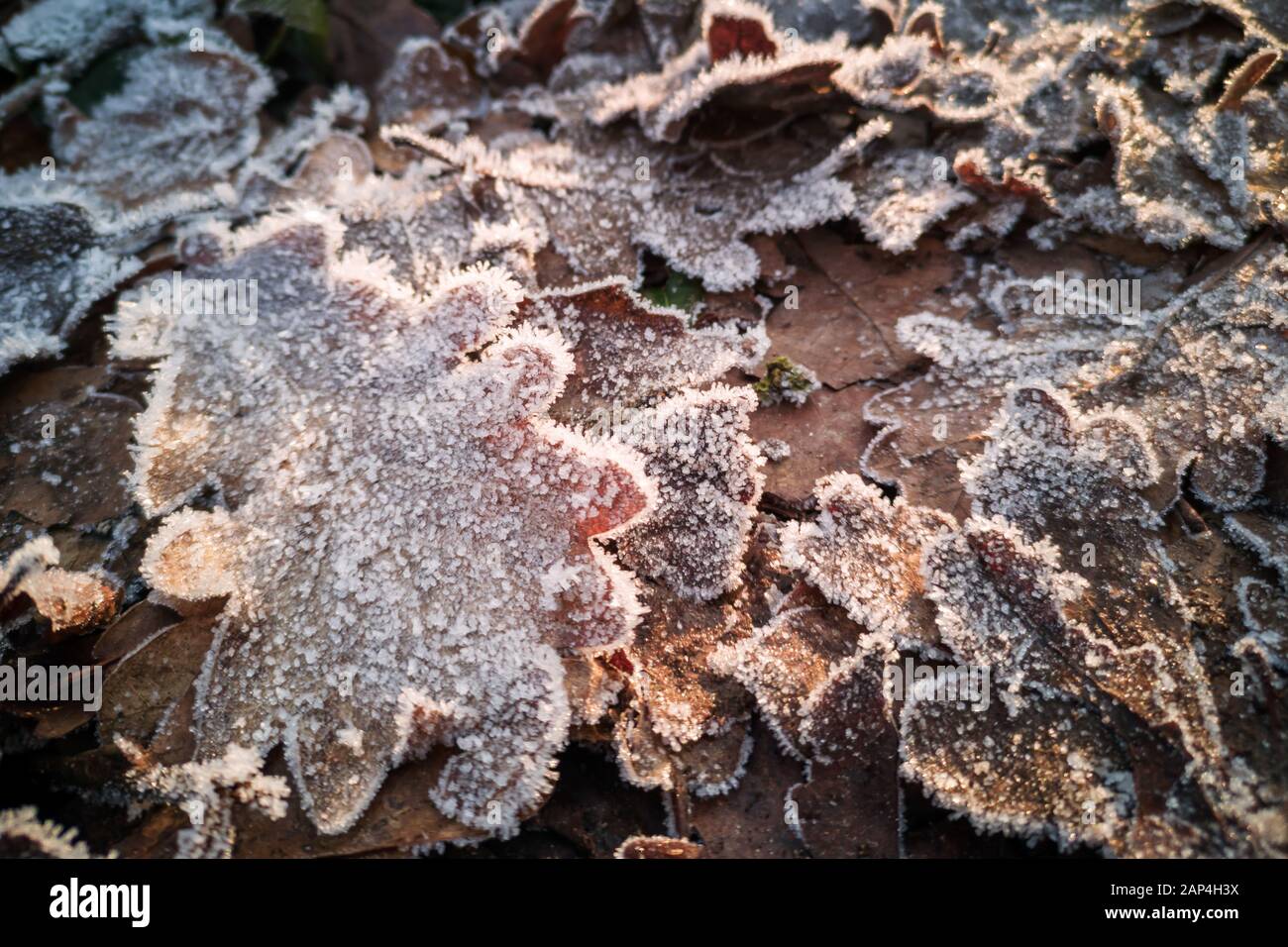 Nahaufnahme von Frost auf Eiche Blätter auf dem Boden in einem Wald winterin Stockfoto